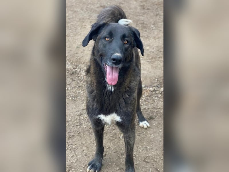 Niabi, geb. ca. 05/2023, lebt in GRIECHENLAND, im städt. Tierheim Serres