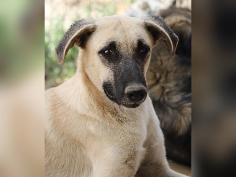 Carlchen, geb. ca. 03/2023, lebt in GRIECHENLAND, im städt. Tierheim Serres