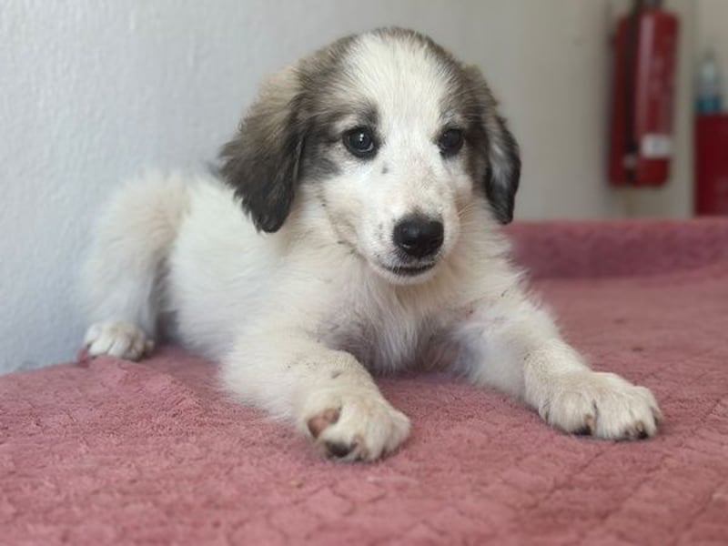 Paloma, geb. ca. 05/2026, lebt in GRIECHENLAND, im städt. Tierheim Serres