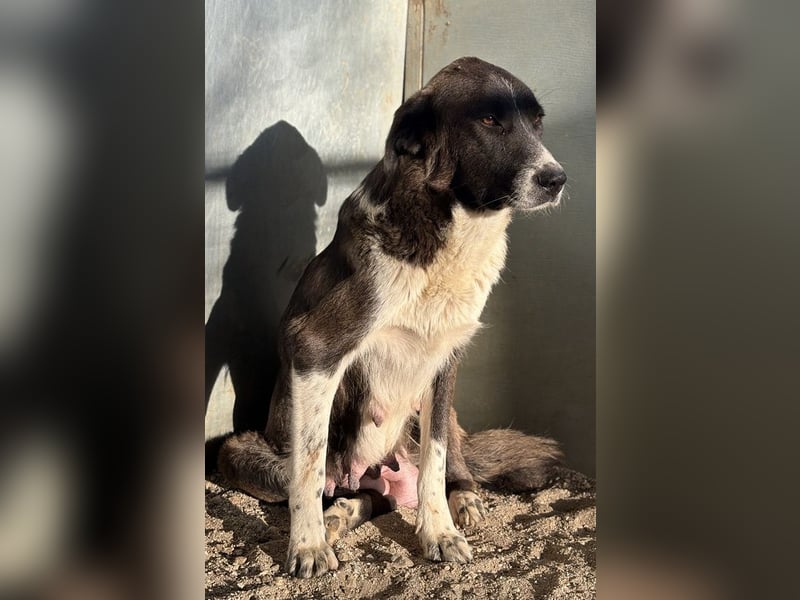 Mère, geb. ca. 03/2023, lebt in GRIECHENLAND, im städt. Tierheim Serres