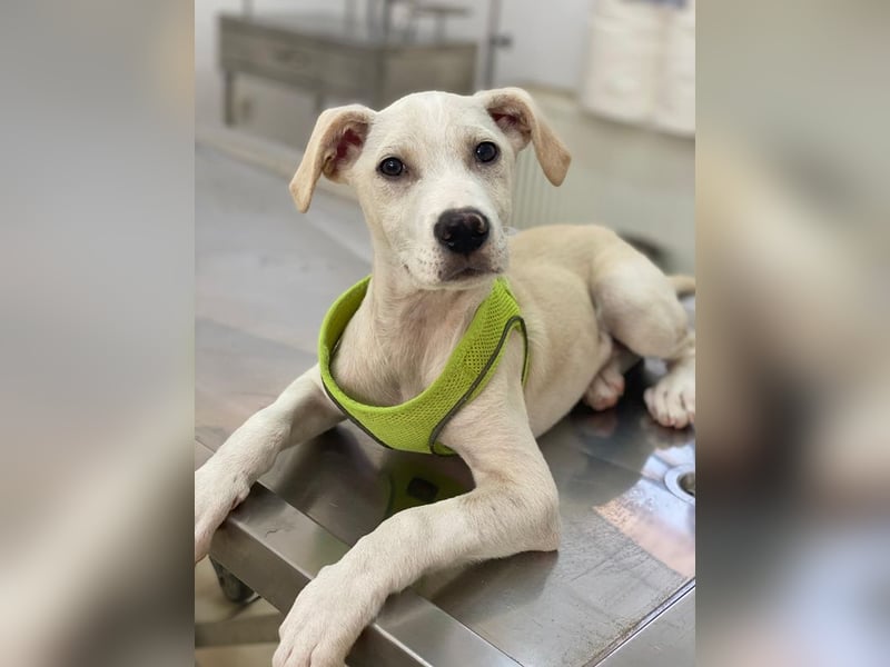 Atreyu, geb. ca. 08/2025, lebt in GRIECHENLAND, im städt. Tierheim Serres