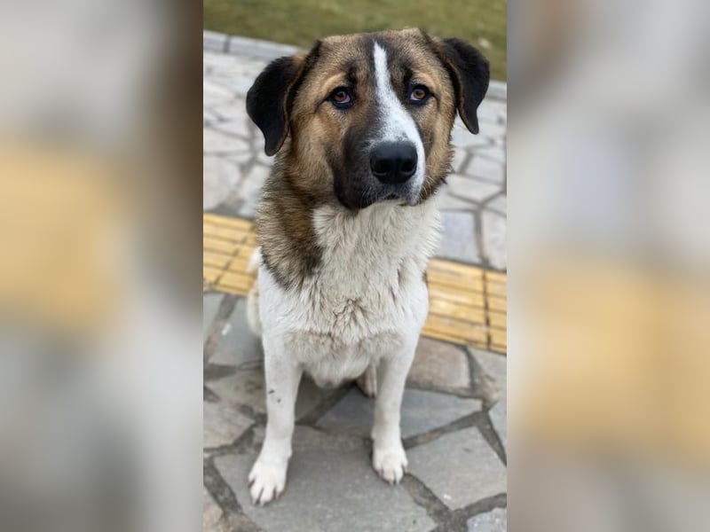 Anxton, geb. ca. 02/2022, lebt in GRIECHENLAND, im städt. Tierheim Serres