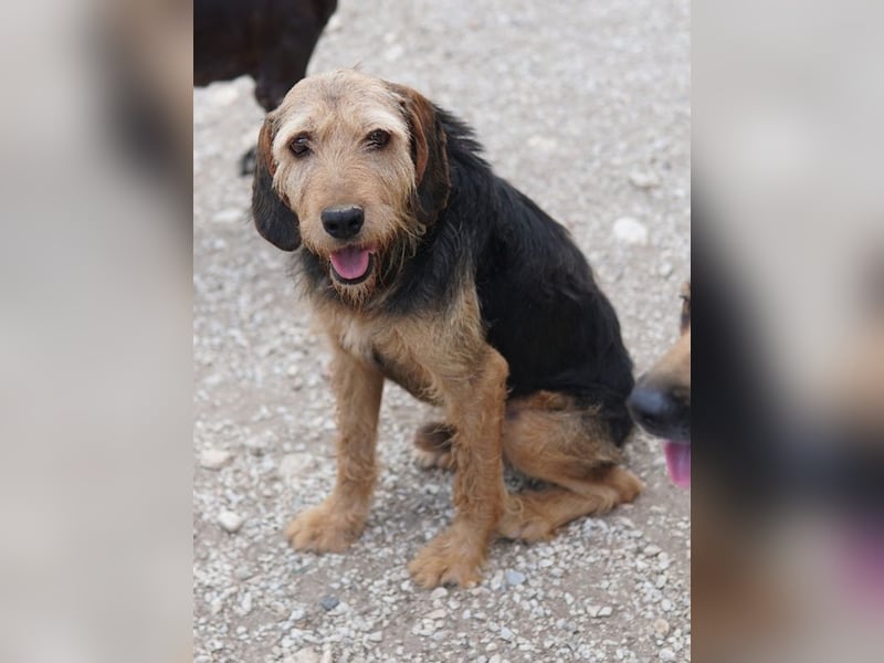 Yasko, geb. ca. 11/2022, lebt auf einer Pflegestelle in 44649 Herne