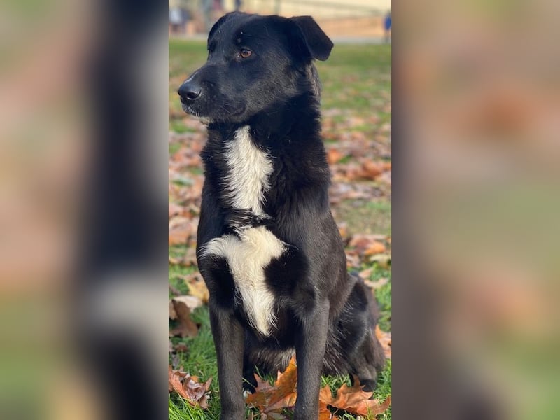 Glorietta, geb. ca. 07/2025, lebt in GRIECHENLAND, im städt. Tierheim Serres