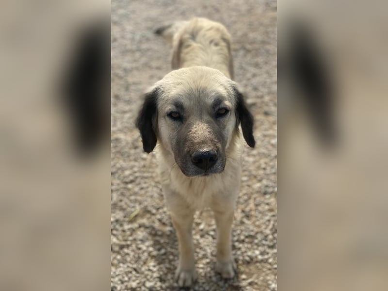 Frea, geb. ca. 02/2021, lebt in GRIECHENLAND, im städt. Tierheim Serres