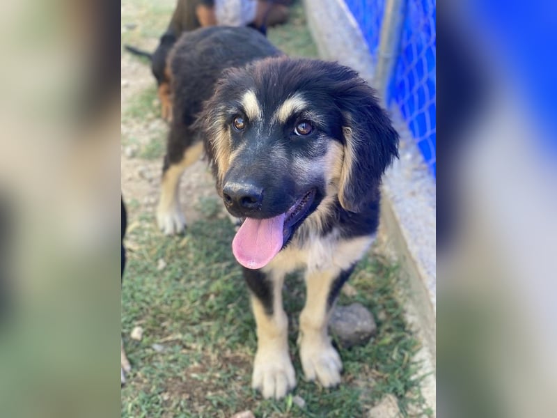 Quana, geb. ca. 02/2025, lebt in GRIECHENLAND, auf einer privaten Pflegestelle