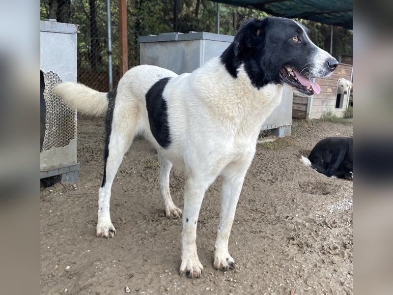 Kastor, geb. 01/2019, lebt in GRIECHENLAND, im städt. Tierheim Serres