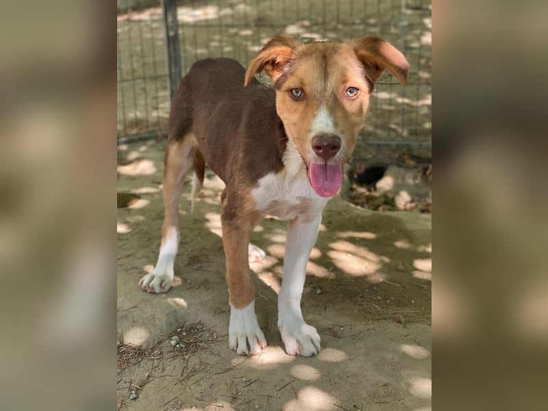 Hardo, geb. ca. 01/2025, lebt in GRIECHENLAND, auf einer privaten Pflegestelle