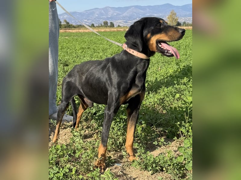 Zwölf, geb. ca. 10/2021, lebt in GRIECHENLAND, auf einer privaten Pflegestelle