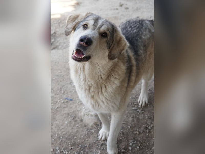 Lykos, geb. ca. 12/2023, lebt in GRIECHENLAND, im städt. Tierheim Serres