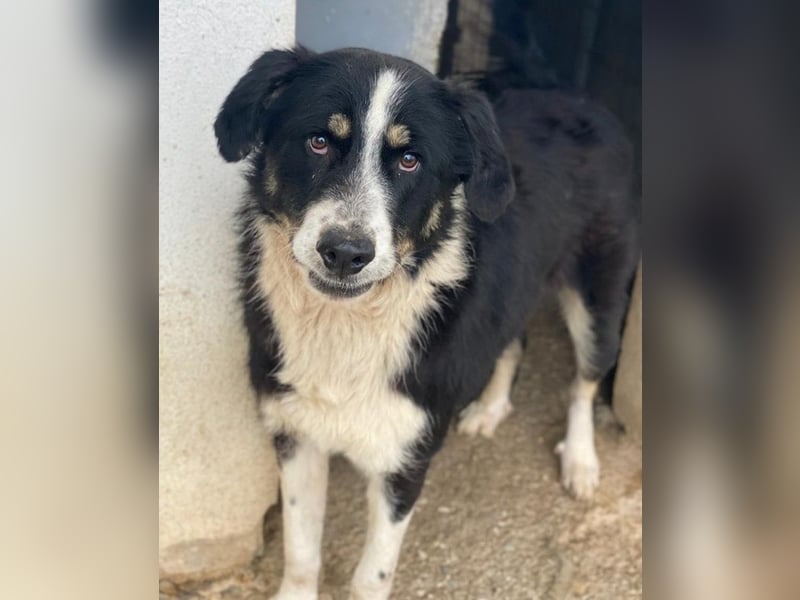 Cars, geb. ca. 12/2023, lebt in GRIECHENLAND, im städt. Tierheim Serres