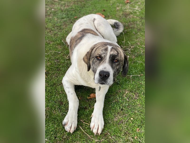 Pugsley, geb. ca. 11/2024, lebt in GRIECHENLAND, im städt. Tierheim Serres