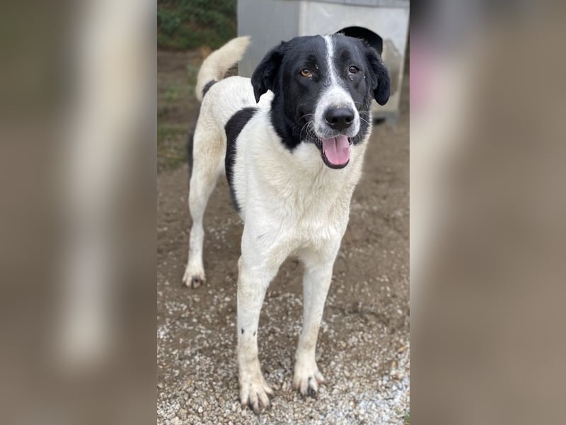 Kastor, geb. 01/2019, lebt in GRIECHENLAND, im städt. Tierheim Serres