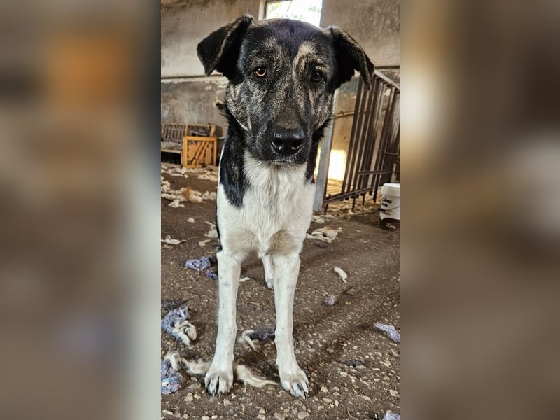 Kaiser, geb. ca. 12/2023, lebt in GRIECHENLAND, auf einem Gelände, Hunde werden notdürftig versorgt