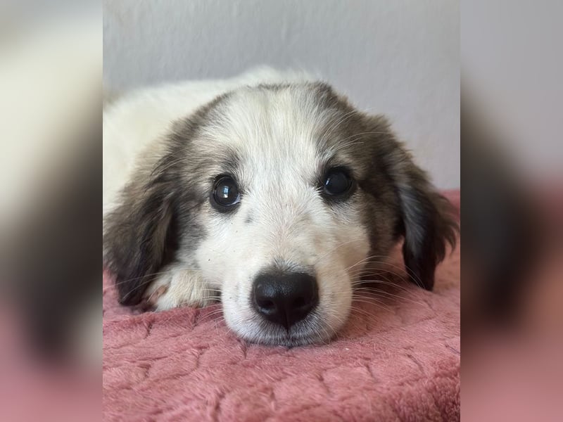 Paloma, geb. ca. 05/2026, lebt in GRIECHENLAND, im städt. Tierheim Serres