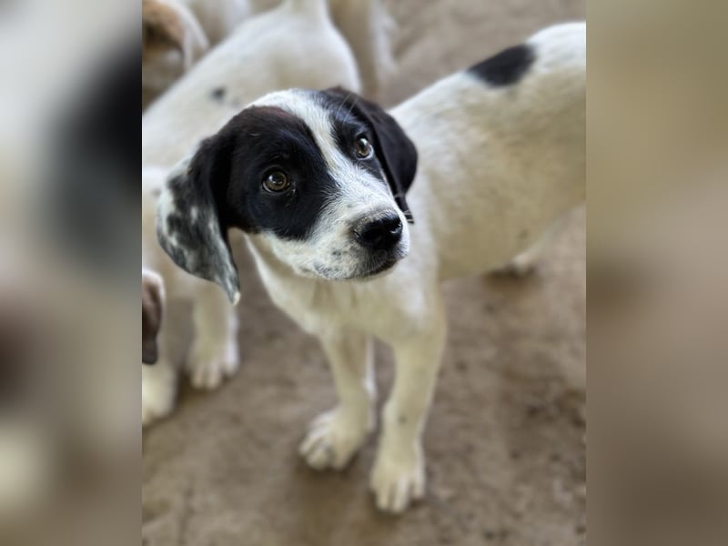 Utha, geb. ca. 02/2025, lebt in GRIECHENLAND, auf einer privaten Pflegestelle