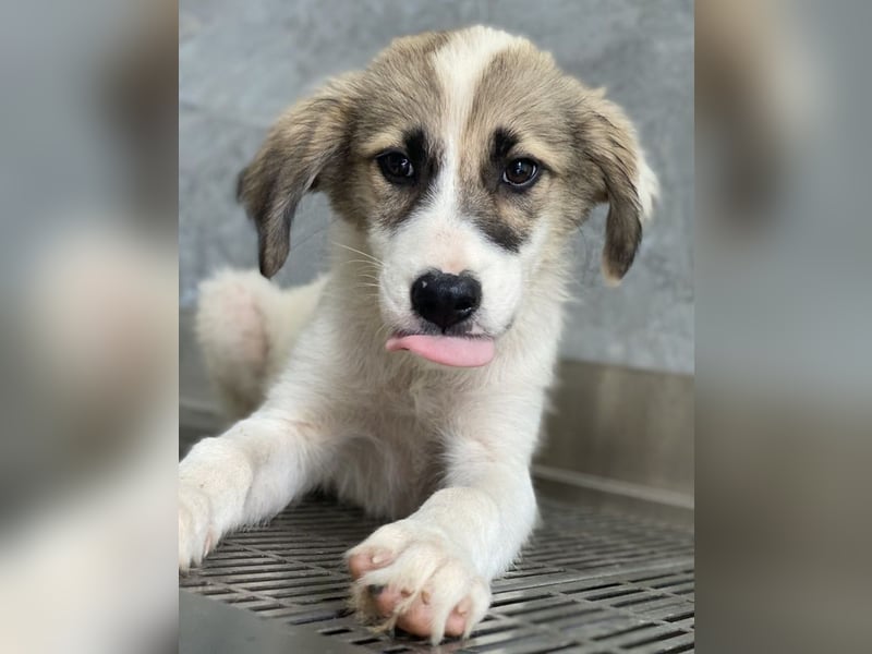 Malea, geb. ca. 04/2024, lebt in GRIECHENLAND, im städt. Tierheim Serres