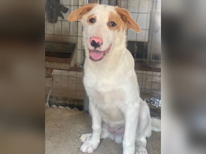 Miko, geb. ca. 02/2025, lebt in GRIECHENLAND, im städt. Tierheim Serres