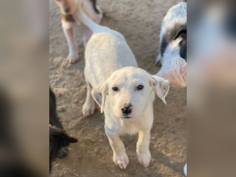 Riesling, geb. ca. 08/2025, lebt in GRIECHENLAND, auf einer privaten Pflegestelle