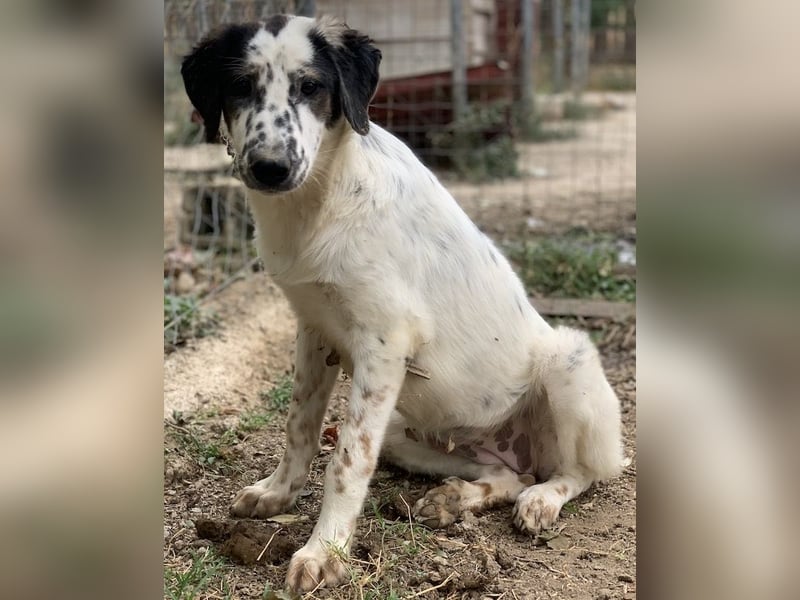 Lime, geb. ca. 02/2023, lebt in GRIECHENLAND, auf einer privaten Pflegestelle