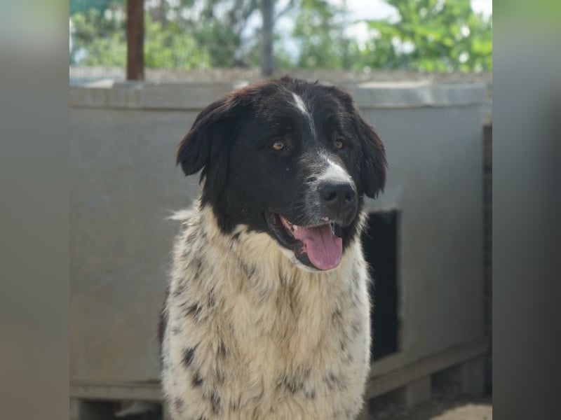 Anastasia, geb. ca. 05/2025, lebt in GRIECHENLAND, im städt. Tierheim Serres