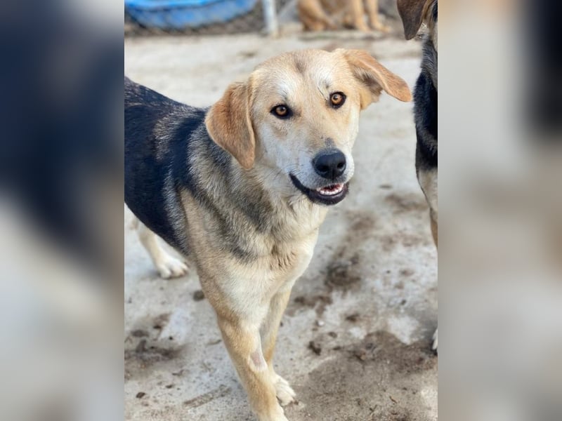 Ciri, geb. ca. 05/2024, lebt in GRIECHENLAND, im städt. Tierheim Serres