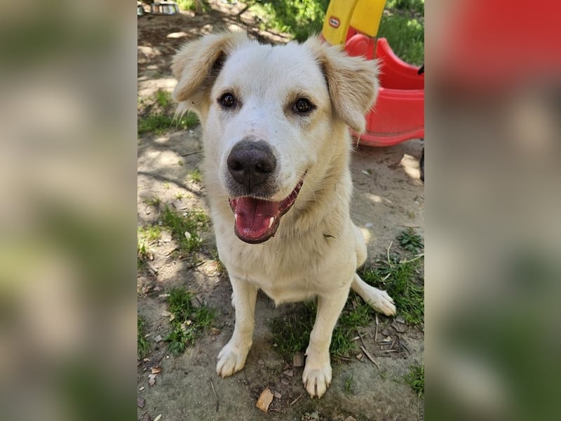 Malu, geb. ca. 07/2024, lebt in GRIECHENLAND, auf einer privaten Pflegestelle