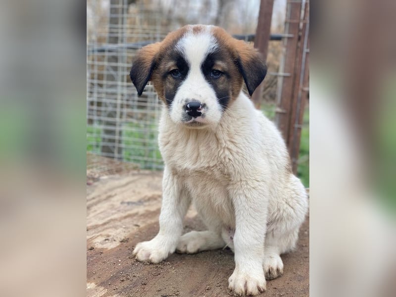 Diavolo, geb. ca. 11/2025, lebt in GRIECHENLAND, auf einer privaten Pflegestelle