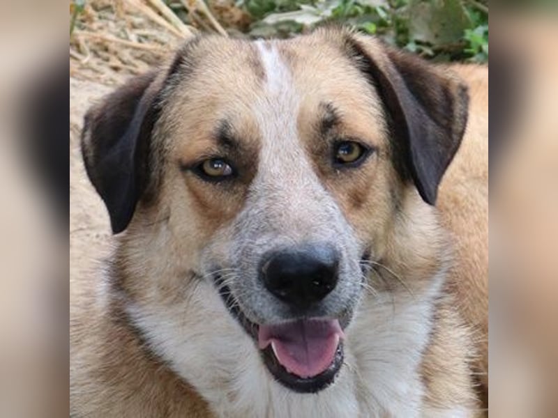 Nena, geb. ca. 10/2017, lebt in GRIECHENLAND, im städt. Tierheim Serres