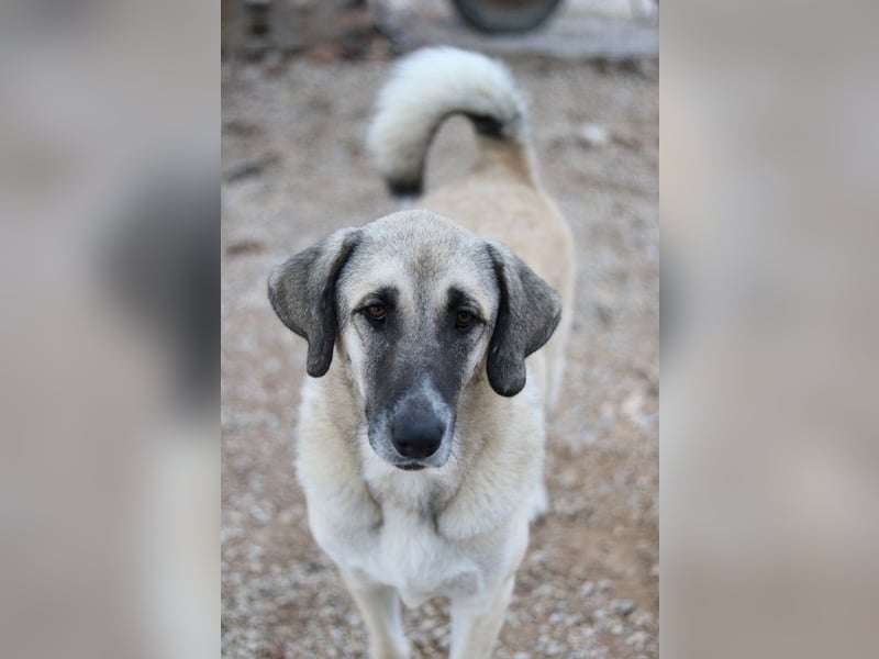 Little Pumpkin, geb. ca. 11/2021, lebt in GRIECHENLAND, im städt. Tierheim Serres
