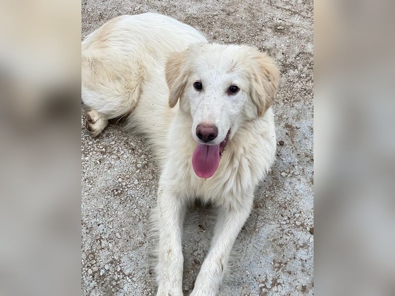 Bazo, geb. ca. 02/2025, lebt in GRIECHENLAND, auf einer privaten Pflegestelle