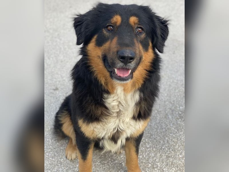 Sirius Black, geb. ca. 12/2023, lebt in GRIECHENLAND, im städt. Tierheim Serres