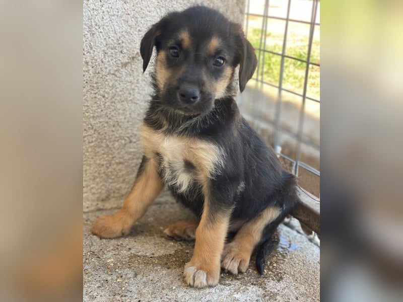 Kenai, geb. ca. 02/2026, lebt in GRIECHENLAND, im städt. Tierheim Serres