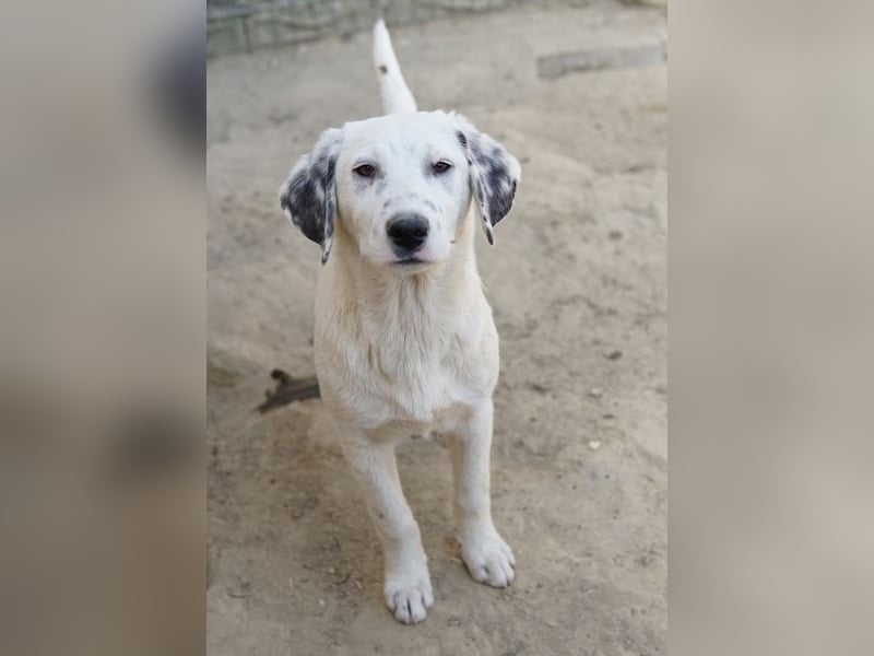 Riesling, geb. ca. 08/2025, lebt in GRIECHENLAND, auf einer privaten Pflegestelle