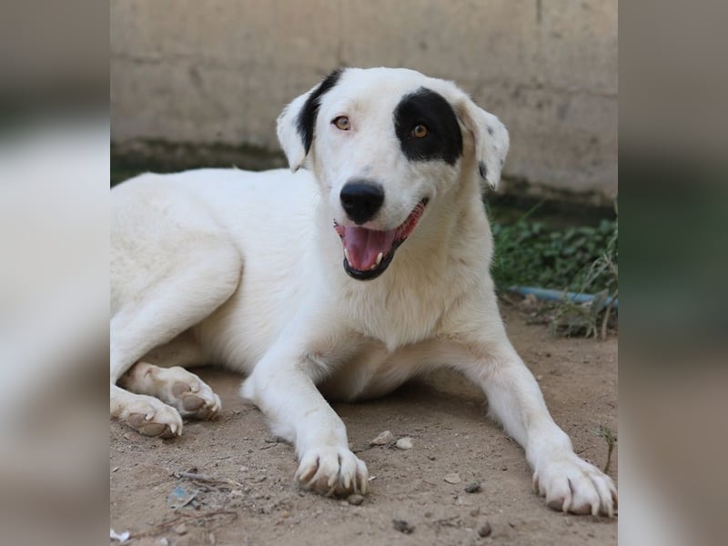 Kiba, geb. ca. 06/2023, lebt in GRIECHENLAND, auf einer privaten Pflegestelle