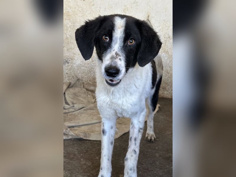 Amora, geb. ca. 03/2024, lebt in GRIECHENLAND, auf einer privaten Pflegestelle