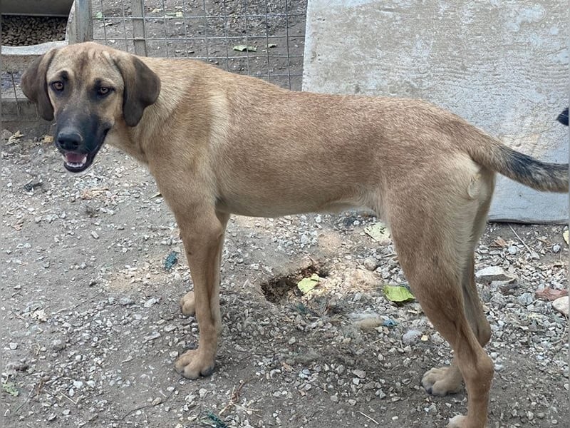 Katinka, geb. ca. 02/2025, lebt in GRIECHENLAND, im städt. Tierheim Serres