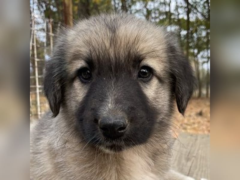 Venus, geb. ca. 08/2022, lebt in GRIECHENLAND, auf einer privaten Pflegestelle