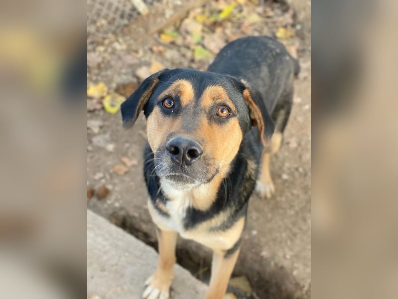 Eppo, geb. ca. 11/2022, lebt in GRIECHENLAND, im städt. Tierheim Serres