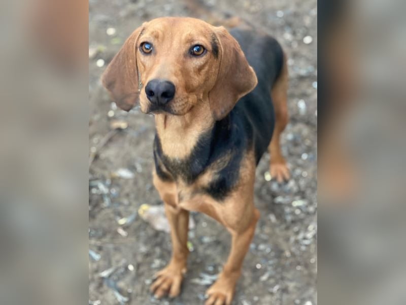 Ted, geb. ca. 01/2023, lebt in GRIECHENLAND, auf einer privaten Pflegestelle