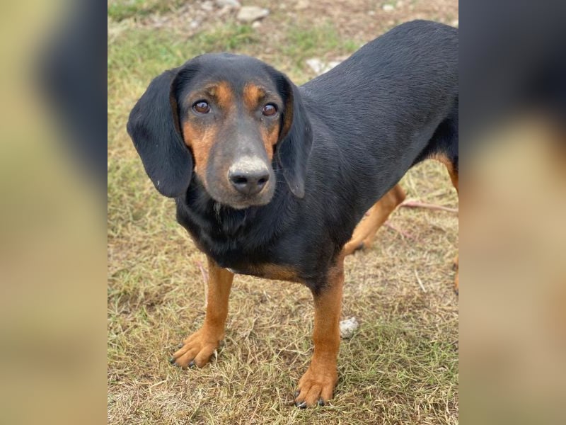 Priska, geb. ca. 08/2021, lebt in GRIECHENLAND, im städt. Tierheim Serres