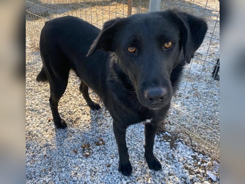 Dakar, geb. ca. 01/2019, lebt in GRIECHENLAND, im städt. Tierheim Serres
