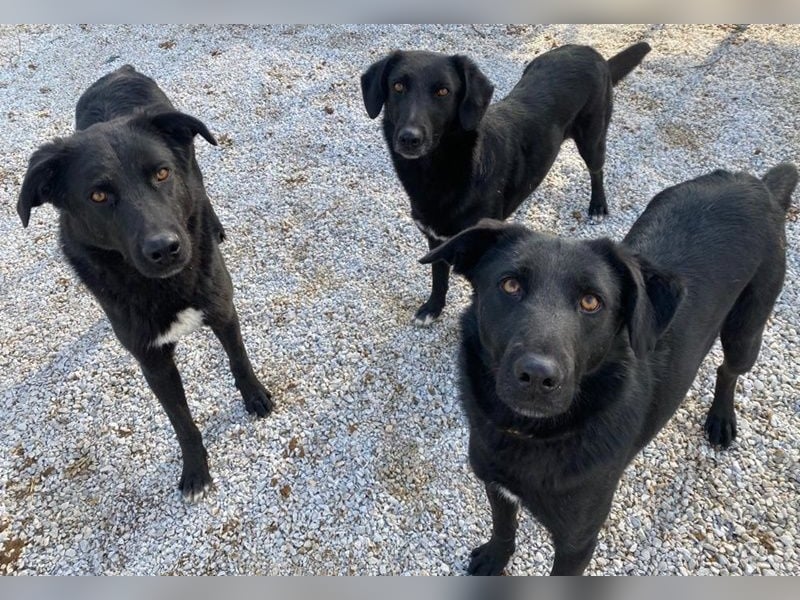 Dakar, geb. ca. 01/2019, lebt in GRIECHENLAND, im städt. Tierheim Serres