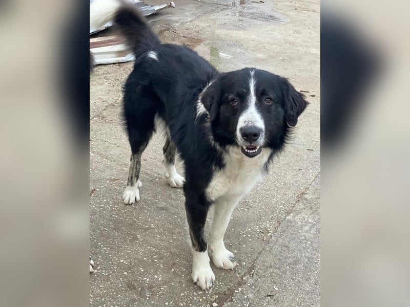 Quentin, geb. ca. 11/2022, lebt in GRIECHENLAND, im städt. Tierheim Serres