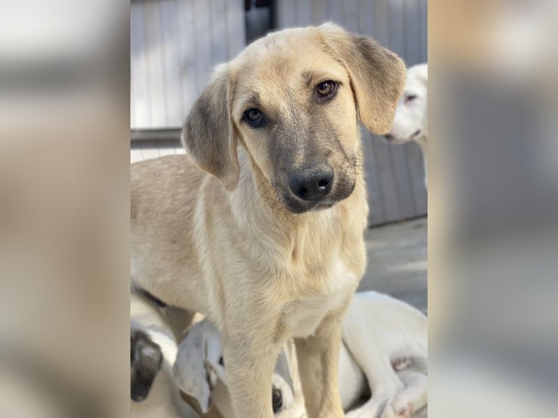 Arthur, geb. ca. 02/2024, lebt in GRIECHENLAND, im städt. Tierheim Serres