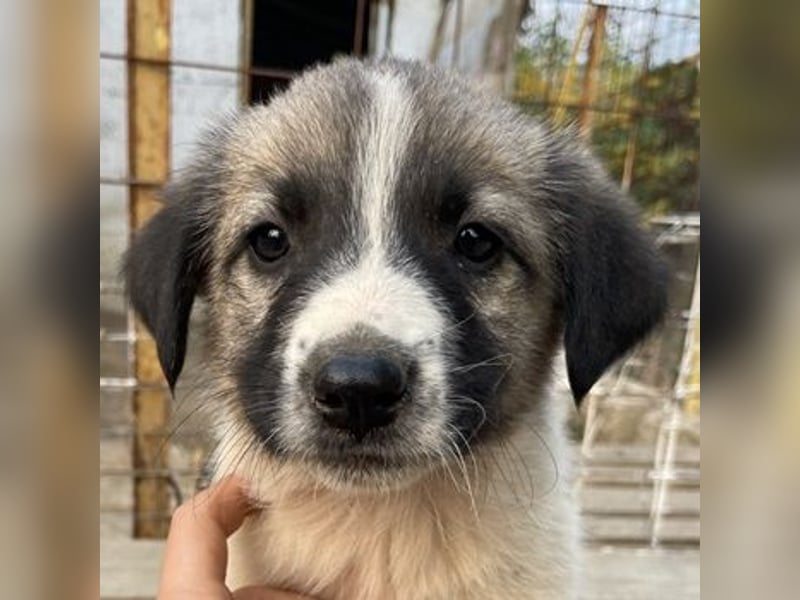 Grace, geb. ca. 08/2022, lebt in GRIECHENLAND, auf einer privaten Pflegestelle