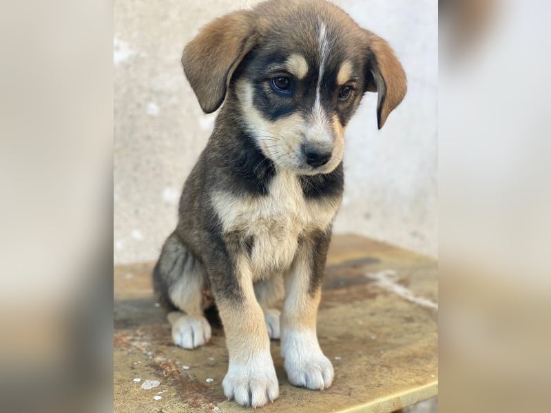 Sissy, geb. ca. 03/2026, lebt in GRIECHENLAND, auf einer privaten Pflegestelle