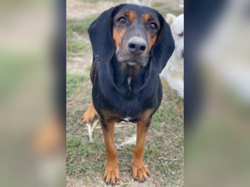 Priska, geb. ca. 08/2021, lebt in GRIECHENLAND, im städt. Tierheim Serres