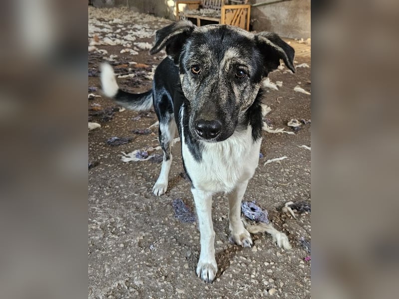 Kaiser, geb. ca. 12/2023, lebt in GRIECHENLAND, auf einem Gelände, Hunde werden notdürftig versorgt