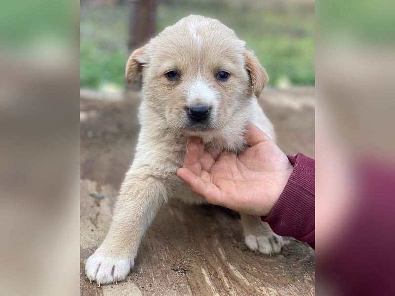 Aydi, geb. ca. 11/2025, lebt in GRIECHENLAND, auf einer privaten Pflegestelle